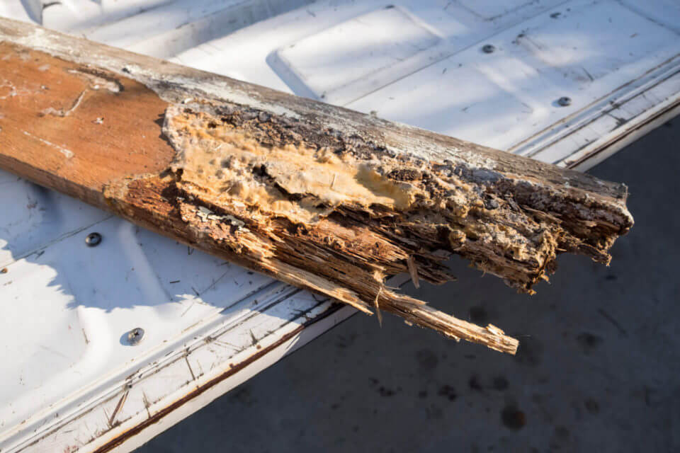 Dry Rot And Termite Damage